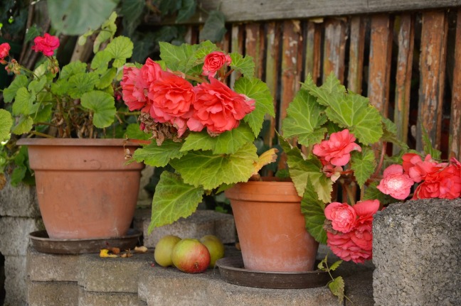 Flower Pots Begonias Potted Flowers Garden